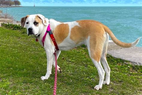 Great Pyrenees American Bulldog Mix: A Unique And Lovable Dog Breed