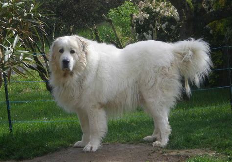 Great Pyrenees Tibetan Mastiff Great Pyrenees Big White Dog Breeds