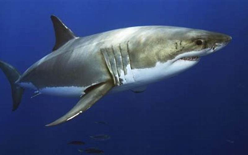 Great White Shark Habitat