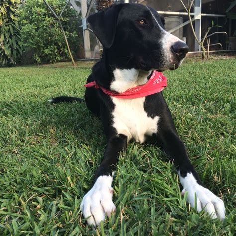 Great Dane Border Collie Mix Health Issues