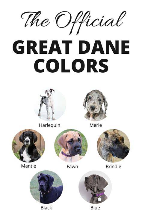 Great Dane Color Chart