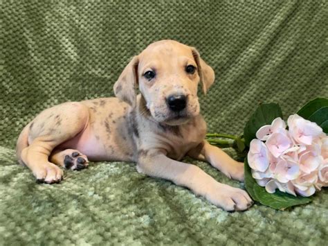 Great Dane Fawn Merle