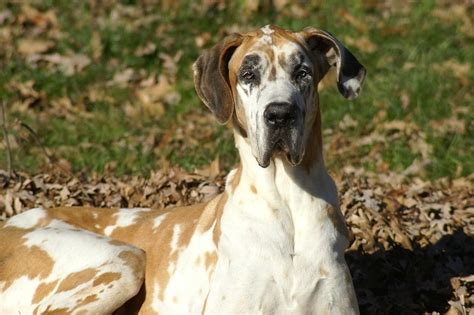 Great Dane Fawnequin: Majestic And Gentle Giant