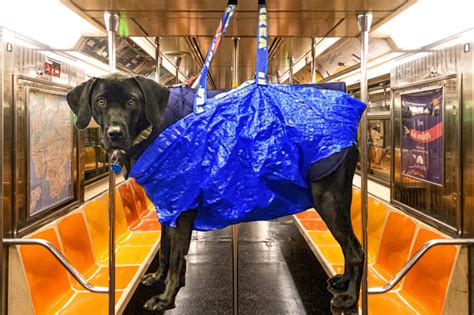 The great Dane riding subway Great dane, Funny dog captions, Big dogs