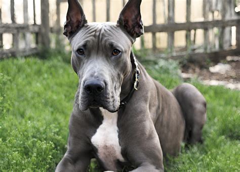 Great Dane Pit
