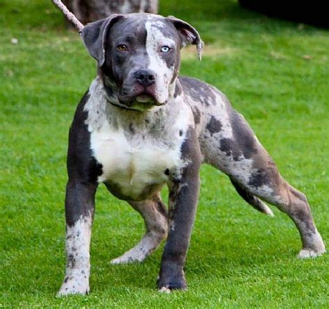 Pitbull/ Great Dane Mix puppy I