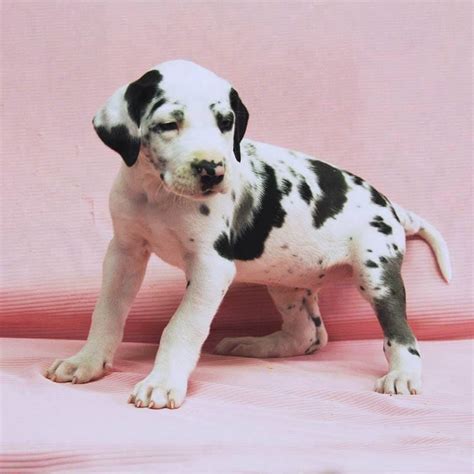 Great Dane puppy for sale near Baltimore, Maryland. 743a5af65751