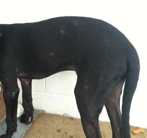 Combatting Common Great Dane Skin Problems: Tips and Solutions