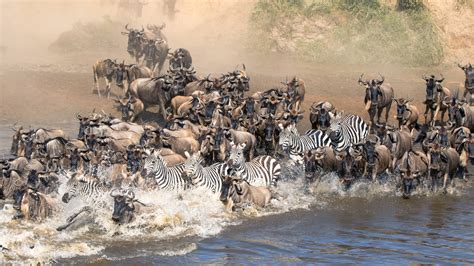 Great Migration Animals