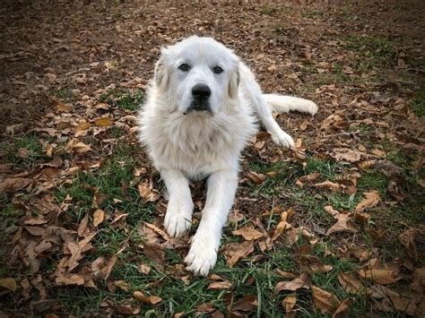 What would a Great Pyrenees beagle mix look like? How big would this
