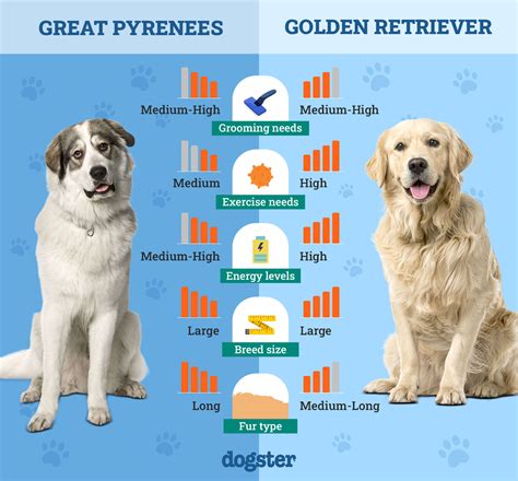 Great Pyrenees vs Golden Retrievers Which is the Perfect Dog For You