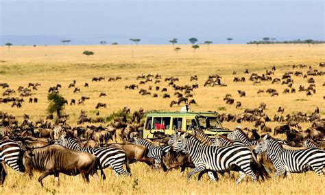Great Safari