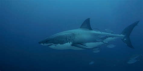 Great White Sharks