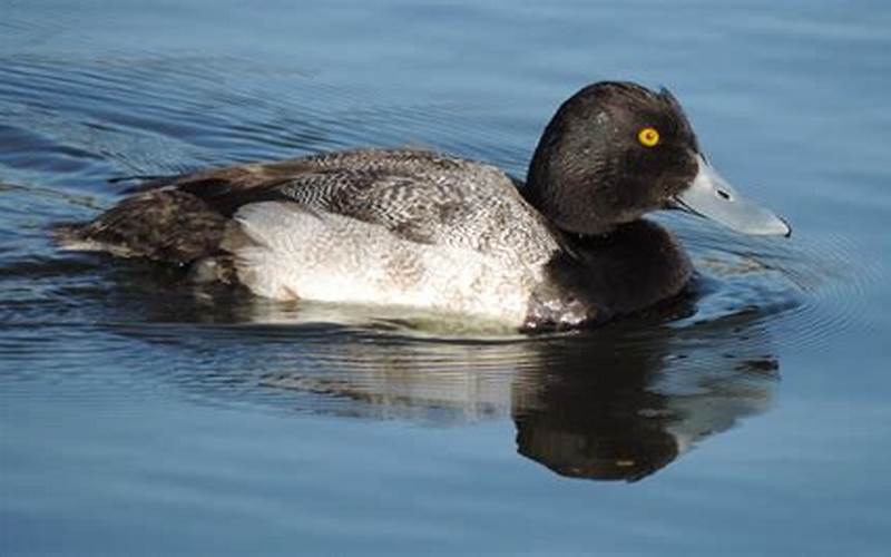 Greater Scaup Habitat