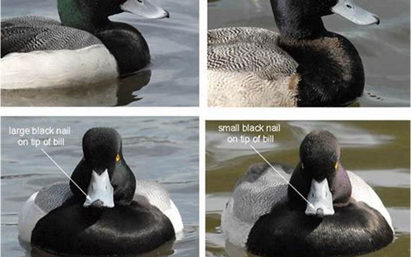 Greater Scaup vs Lesser Scaup: What Are the Differences?