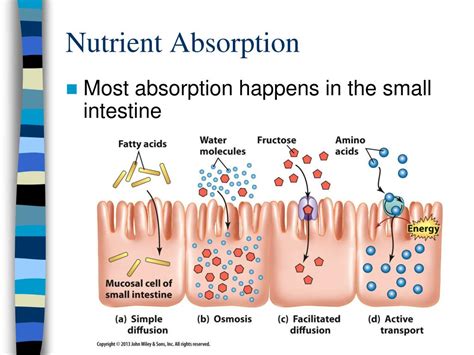 Greater nutrient absorption