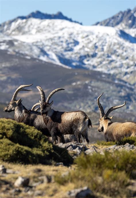 Gredos Wildlife