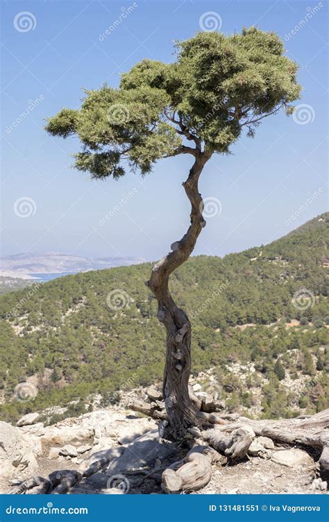 Greek Cypress Tree