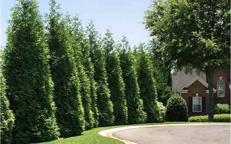 Green Giant Arborvitae Privacy Fence: A Comprehensive Guide