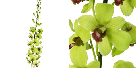 Green Dendrobium Orchids