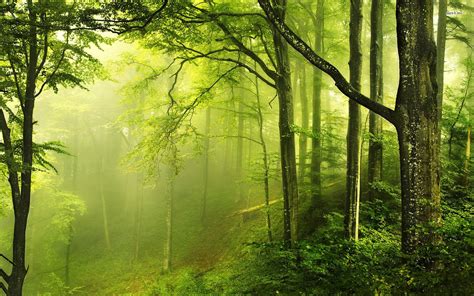 Green Forest Background