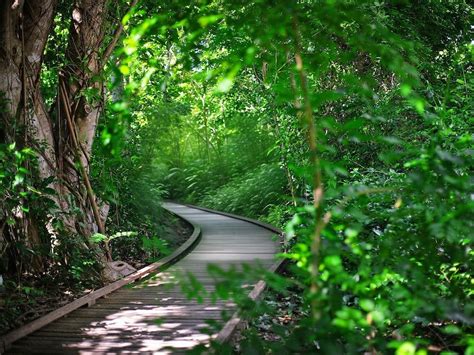 Green Island Rainforest