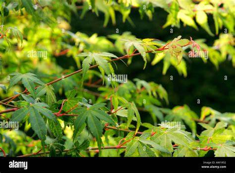 Green Leaves With Red Stems