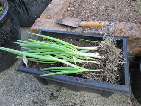 Green Onion Maintenance