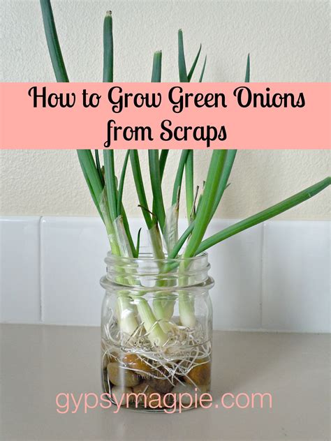 Green Onion Scraps