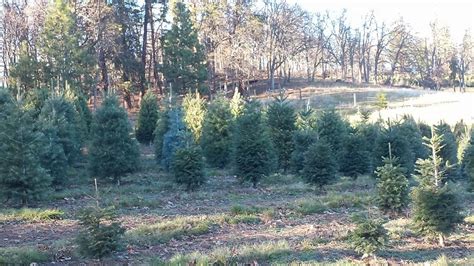 Green Ridge Christmas Tree Farm