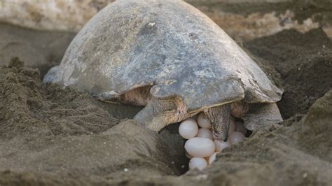Green Sea Turtle Nesting