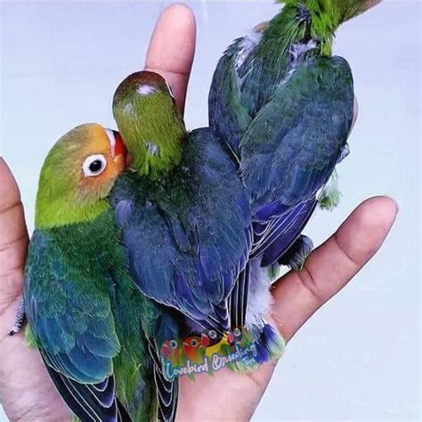 Green Violet Lovebird