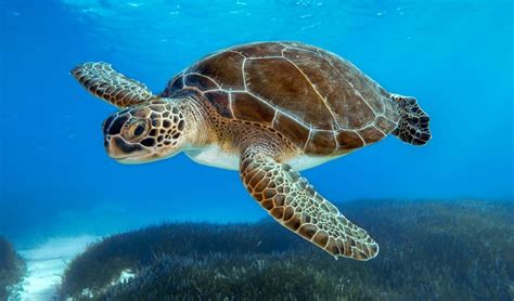 Green turtle