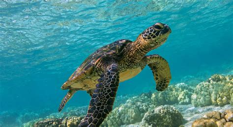 Green-Sea-Turtle