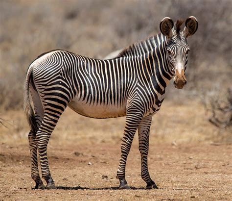 Grevy's Zebra