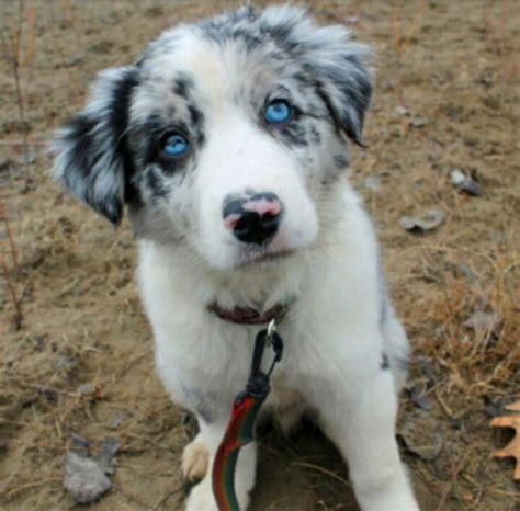 Grey Border Collie With Blue Eyes: The Unique And Beautiful Breed