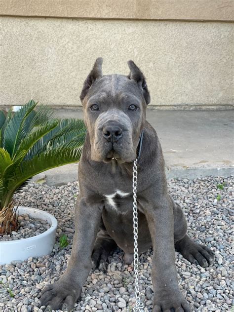 Beautiful blue eyed Cane Corso puppy (sad about the ears and tail