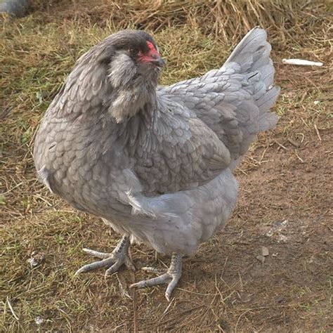 Grey Easter Egger