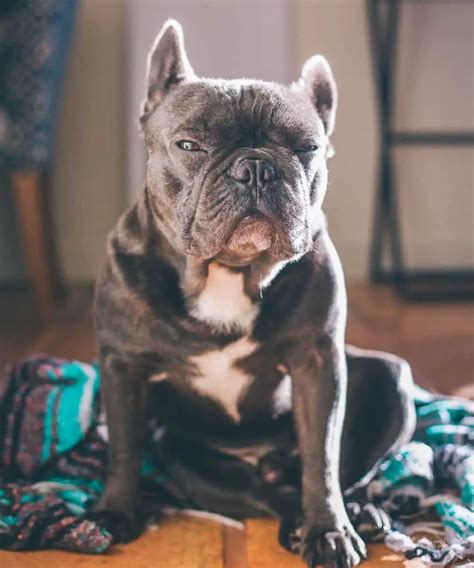 Grey French Bulldog Older: A Relaxing Companion