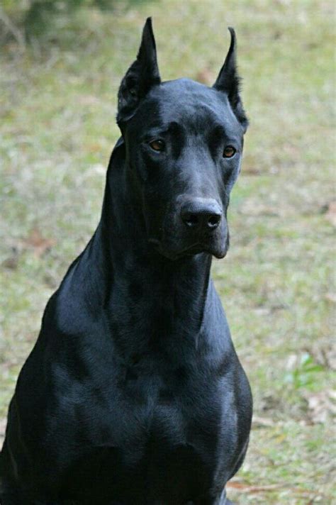Grey Great Dane Doberman Mix: The Unique And Affectionate Breed
