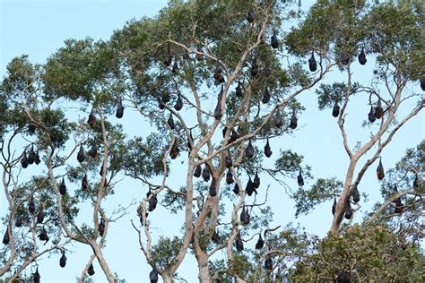 Grey-headed Flying Fox Habitat