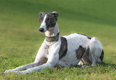 Greyhound Full Profile, History, and Care