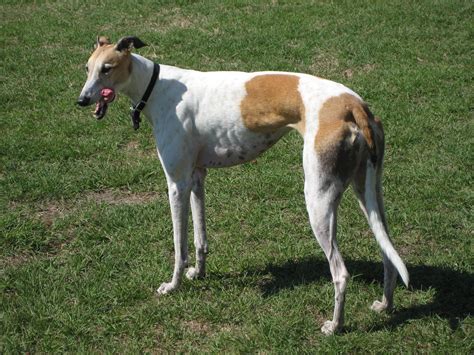 Greyhound Bus