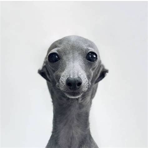 Greyhound Dog Meme