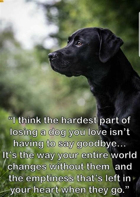 Grief Quotes Dog