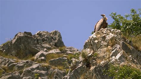 Griffon Vultures Uvac Canyon