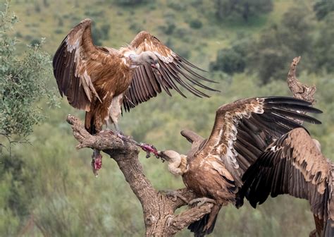Griffon vultures Monfragüe