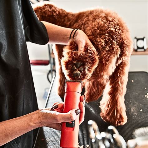 Grooming Requirements for Labrador Doodles