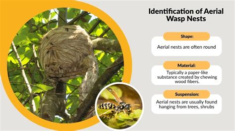 Ground Nests vs. Aerial Nests