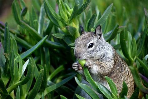 Ground Squirrel Diet
